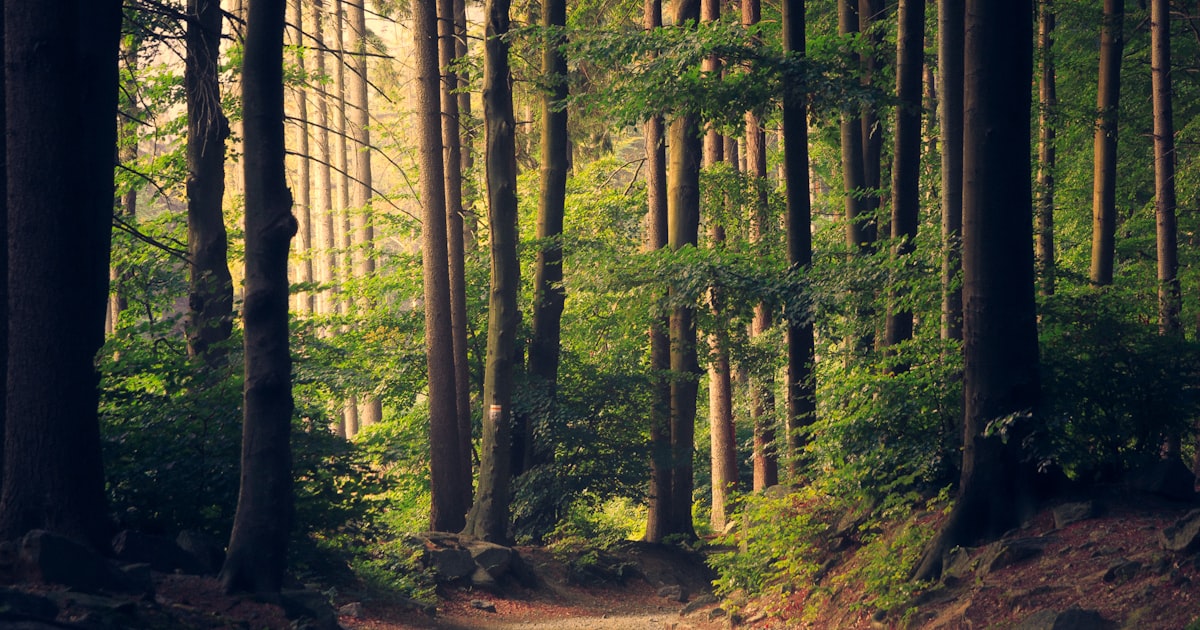 Natuurbegraafplaatsen: Een Groene Keuze